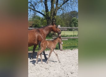 Azteca, Stallion, , 15,1 hh, Brown