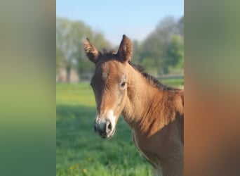 Azteca, Stallion, , 15,1 hh, Brown