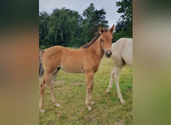 Azteca, Stallion, , 15,1 hh, Brown