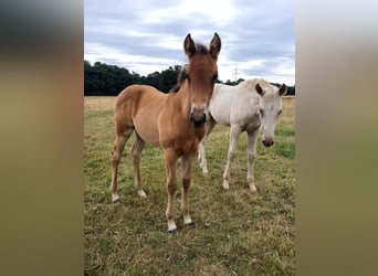 Azteca, Stallion, , 15,1 hh, Brown