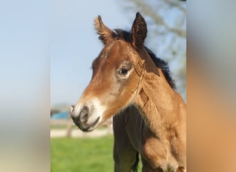 Azteca, Stallion, , 15,1 hh, Brown