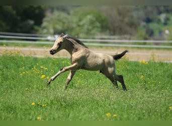 Azteca, Stallion, , 15,1 hh, Buckskin