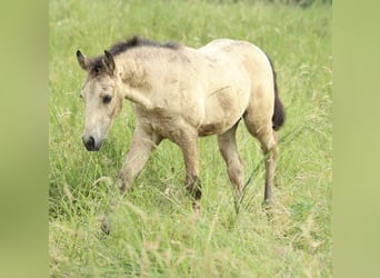 Azteca, Stallion, , 15,1 hh, Buckskin
