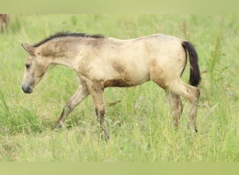 Azteca, Stallion, , 15,1 hh, Buckskin