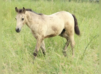 Azteca, Stallion, , 15,1 hh, Buckskin
