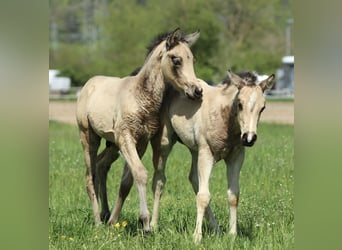 Azteca, Stallion, , 15,1 hh, Buckskin