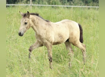 Azteca, Stallion, , 15,1 hh, Buckskin