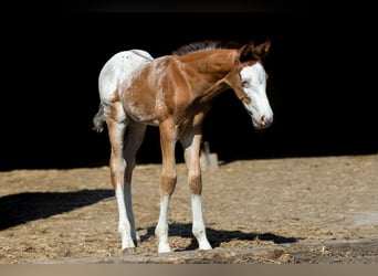 Azteca, Stallion, , 15,2 hh, Leopard-Piebald