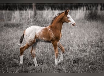Azteca, Stallion, , 15,2 hh, Leopard-Piebald