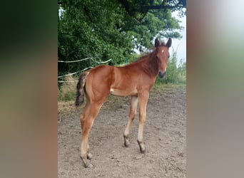 Azteca, Stallion, Foal (06/2024), 16 hh, Brown