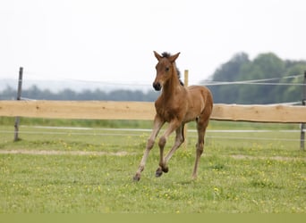 Azteca, Stallion, Foal (04/2024), 16 hh, Brown