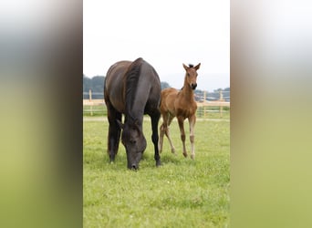 Azteca, Stallion, Foal (04/2024), 16 hh, Brown