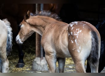 Azteca, Stallion, Foal (05/2026), 16 hh, Leopard-Piebald