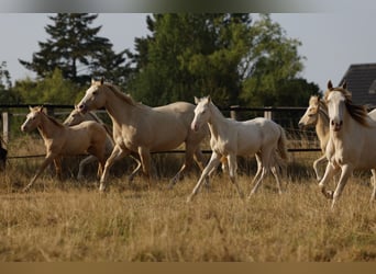 Azteca, Stallion, Foal (05/2026), 16 hh, Pearl