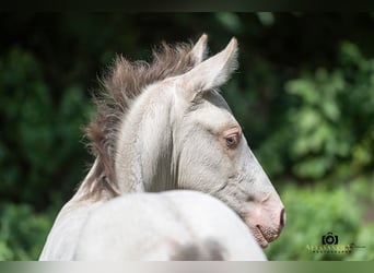 Azteca, Stallion, Foal (06/2026), Champagne