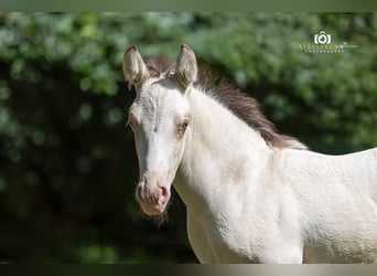 Azteca, Stallion, Foal (06/2026), Champagne
