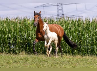 Azteca, Stallion, Foal (06/2026), Champagne