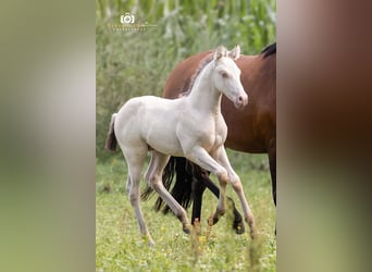 Azteca, Stallion, Foal (06/2026), Champagne