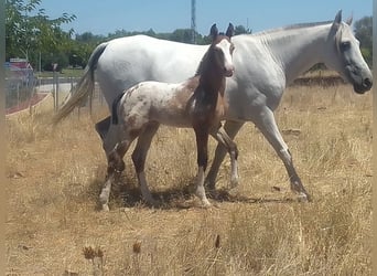 Azteca, Stallion, Foal (06/2024), Leopard-Piebald