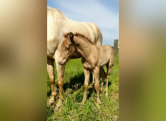 Azteca, Stallion, Foal (05/2026), Pearl
