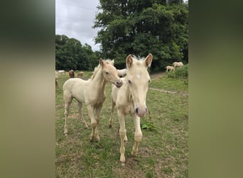 Azteca, Stallion, Foal (05/2026), Pearl