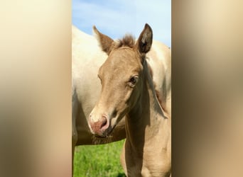 Azteca, Stallion, Foal (05/2026), Pearl