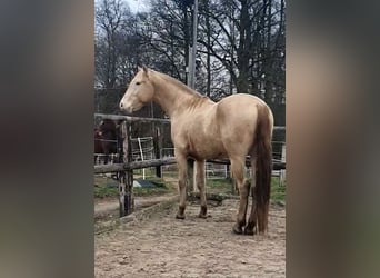 Azteca, Stallion, 4 years, 15,3 hh