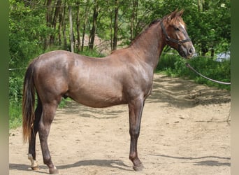 Azteca, Stallone, 1 Anno, 125 cm, Grigio