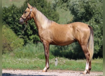 Azteca, Stallone, 1 Anno, 146 cm, Dunalino