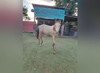 Azteca, Stallone, 1 Anno, 157 cm, Champagne