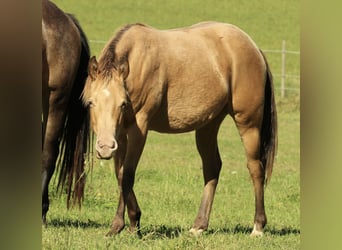 Azteca, Stallone, 2 Anni, 153 cm, Champagne