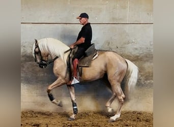 Azteca, Stallone, 3 Anni, 161 cm, Palomino