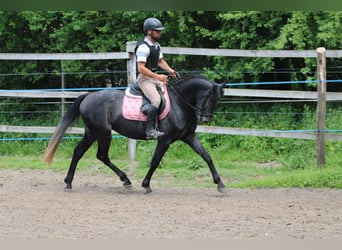 Azteca, Stallone, 4 Anni, 154 cm, Morello