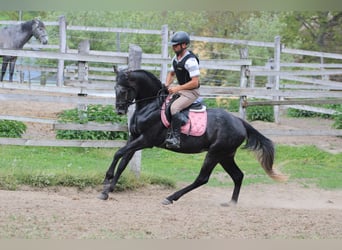 Azteca, Stallone, 4 Anni, 154 cm, Morello
