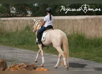 Azteca, Stallone, 4 Anni, 157 cm, Perlino