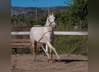 Azteca, Stallone, 4 Anni, 157 cm, Perlino