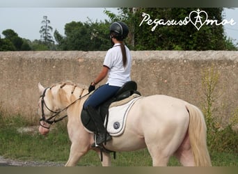 Azteca, Stallone, 4 Anni, 157 cm, Perlino
