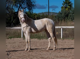 Azteca, Stallone, 4 Anni, 157 cm, Perlino