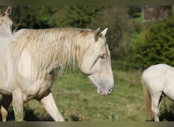 Azteca, Stallone, 4 Anni, 162 cm, Champagne