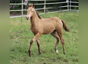 Azteca, Stallone, Puledri
 (03/2024), 150 cm, Champagne