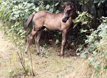 Azteca, Stallone, Puledri (06/2026), 150 cm, Morello
