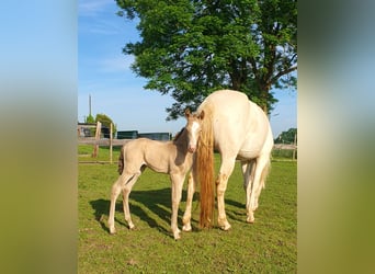 Azteca, Stallone, Puledri (05/2026), 156 cm, Champagne