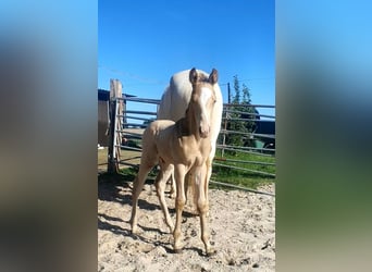 Azteca, Stallone, Puledri (05/2026), 156 cm, Champagne
