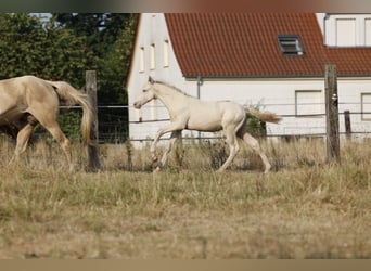 Azteca, Stallone, Puledri (05/2026), 158 cm, Champagne