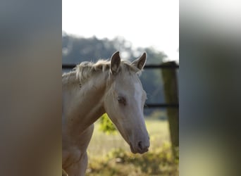 Azteca, Stallone, Puledri (05/2026), 158 cm, Champagne