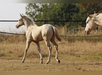 Azteca, Stallone, Puledri (05/2026), 158 cm, Pearl