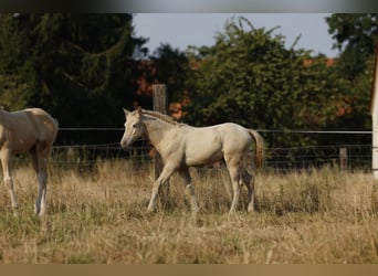 Azteca, Stallone, Puledri (05/2026), 158 cm, Pearl