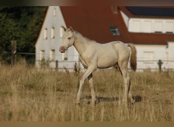 Azteca, Stallone, Puledri (05/2026), 158 cm, Pearl