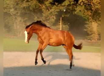 Azteca, Sto, 1 år, 156 cm, Brun