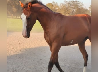 Azteca, Sto, 1 år, 156 cm, Brun
